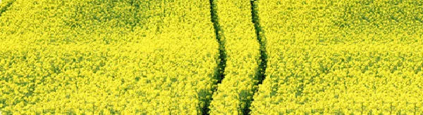mainlogo.gif