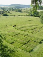 RengenGrass.jpg